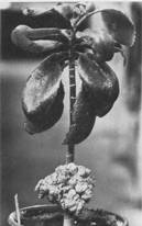 Tumorbildung durch Agrobacterium tumefaciens