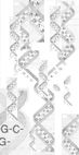 Die DNA in Doppelhelix