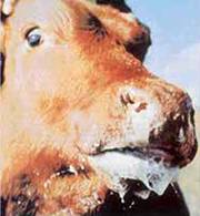 Mit MKS infizierte Kuh